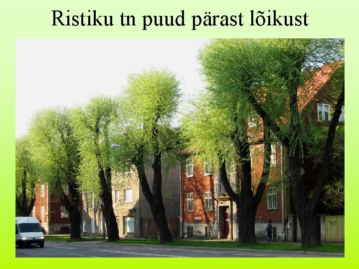 Ristiku tn puud pärast lõikust 