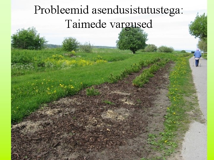 Probleemid asendusistutustega: Taimede vargused 