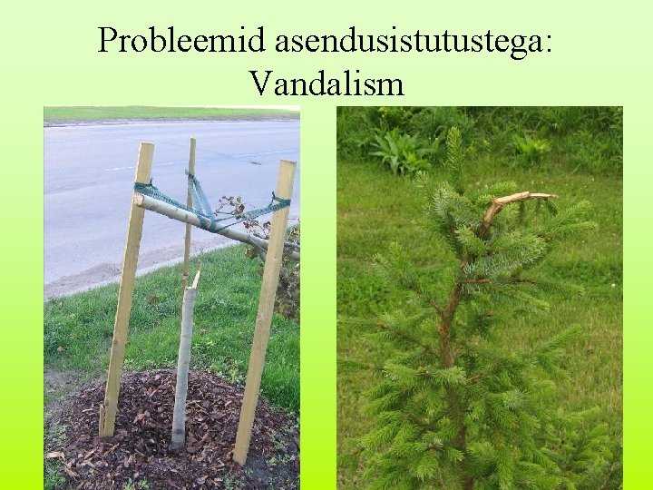 Probleemid asendusistutustega: Vandalism 