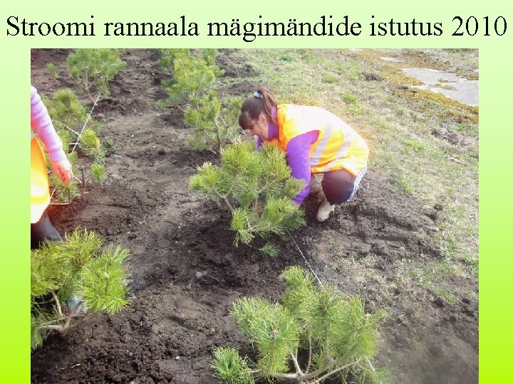 Stroomi rannaala mägimändide istutus 2010 