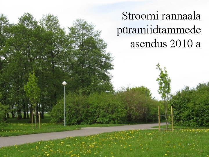 Stroomi rannaala püramiidtammede asendus 2010 a 