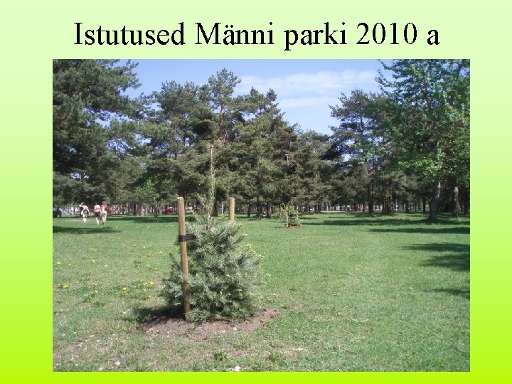 Istutused Männi parki 2010 a 