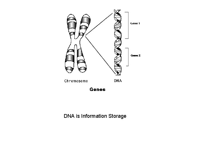 DNA is Information Storage 