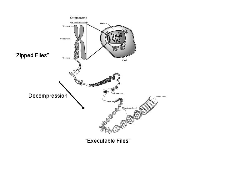“Zipped Files” Decompression “Executable Files” 