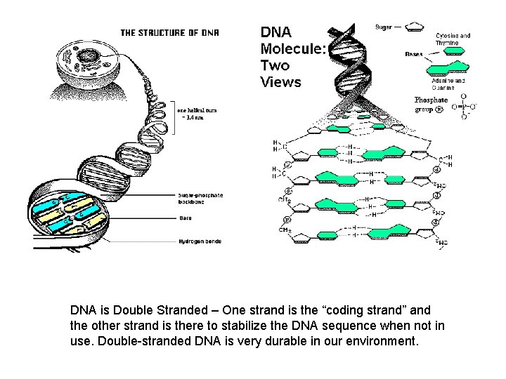 DNA is Double Stranded – One strand is the “coding strand” and the other