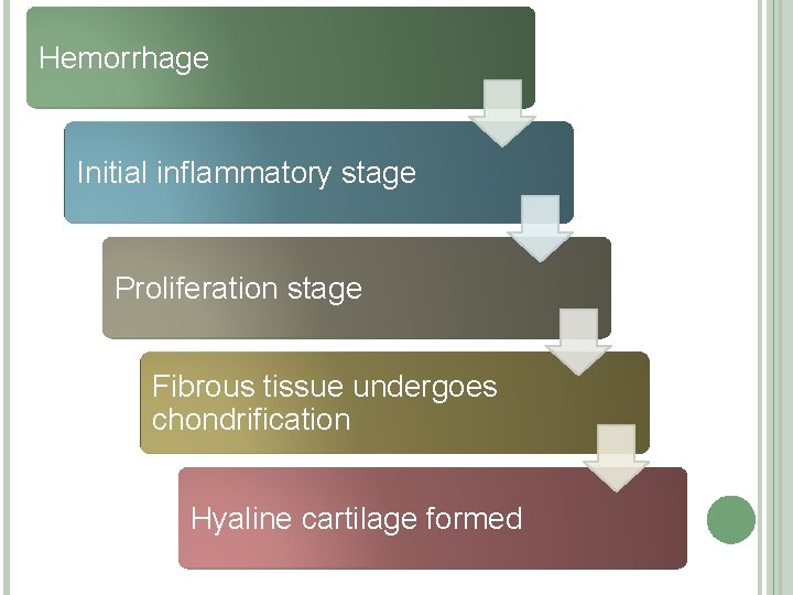 Hemorrhage Initial inflammatory stage Proliferation stage Fibrous tissue undergoes chondrification Hyaline cartilage formed 