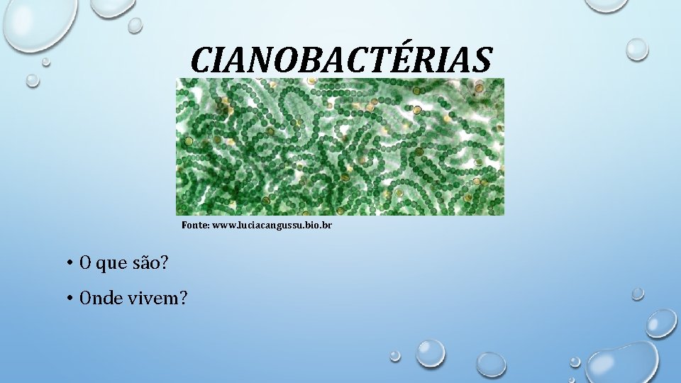 CIANOBACTÉRIAS Fonte: www. luciacangussu. bio. br • O que são? • Onde vivem? 