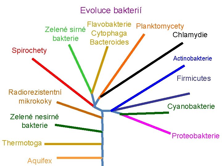 Evoluce bakterií Flavobakterie Planktomycety Zelené sirné Cytophaga Chlamydie bakterie Bacteroides Spirochety Actinobakterie Firmicutes Radiorezistentní