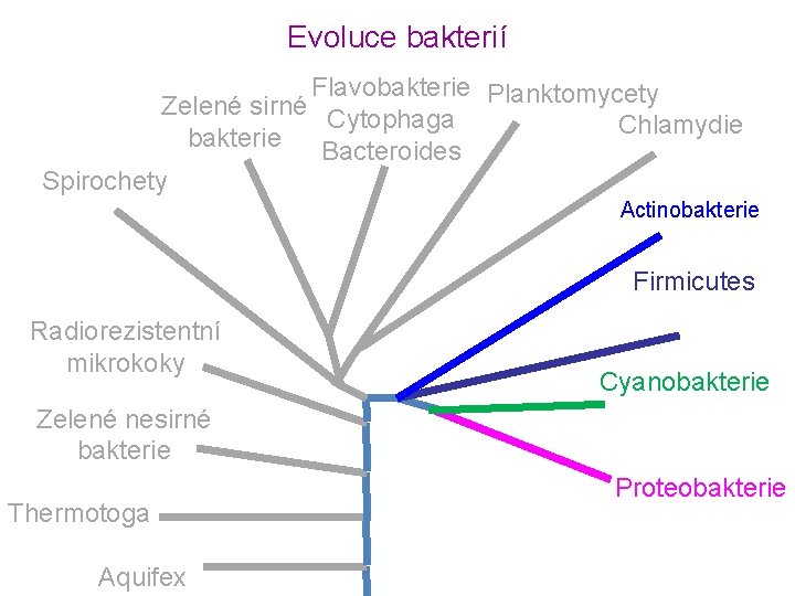Evoluce bakterií Flavobakterie Planktomycety Zelené sirné Cytophaga Chlamydie bakterie Bacteroides Spirochety Actinobakterie Firmicutes Radiorezistentní