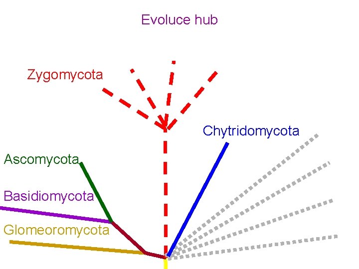 Evoluce hub Zygomycota Chytridomycota Ascomycota Basidiomycota Glomeoromycota 