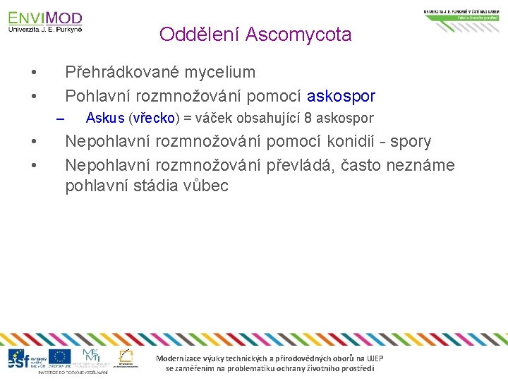 Oddělení Ascomycota • • Přehrádkované mycelium Pohlavní rozmnožování pomocí askospor – • • Askus