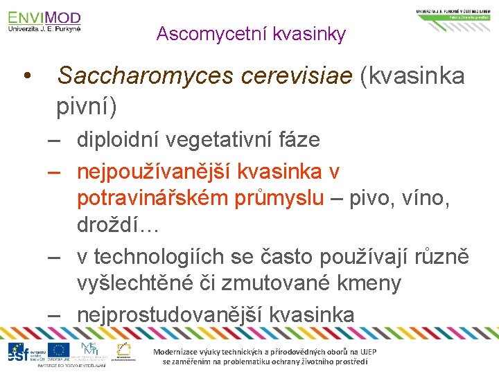 Ascomycetní kvasinky • Saccharomyces cerevisiae (kvasinka pivní) – diploidní vegetativní fáze – nejpoužívanější kvasinka