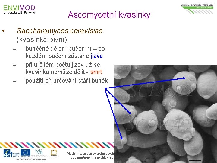 Ascomycetní kvasinky • Saccharomyces cerevisiae (kvasinka pivní) – – – buněčné dělení pučením –