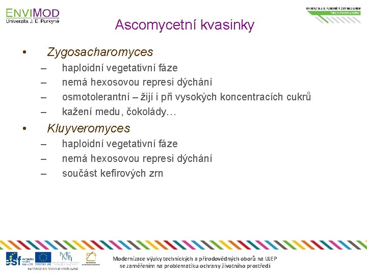 Ascomycetní kvasinky • Zygosacharomyces – – • haploidní vegetativní fáze nemá hexosovou represi dýchání
