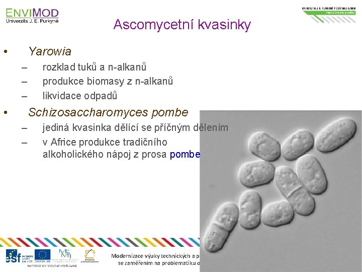 Ascomycetní kvasinky • Yarowia – – – • rozklad tuků a n-alkanů produkce biomasy