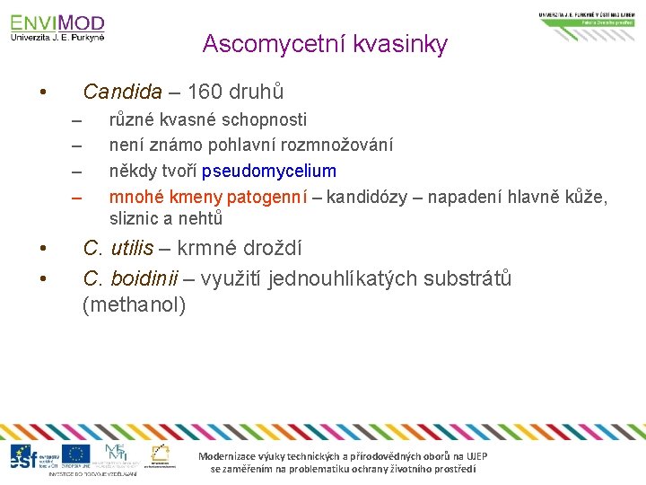 Ascomycetní kvasinky • Candida – 160 druhů – – • • různé kvasné schopnosti