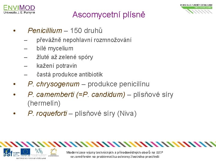 Ascomycetní plísně • Penicillium – 150 druhů – – – • • • převážně