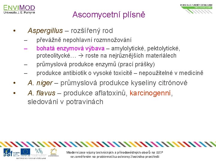 Ascomycetní plísně • Aspergillus – rozšířený rod – – • • převážně nepohlavní rozmnožování