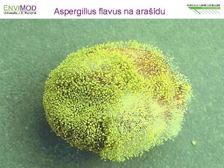 Aspergillus flavus na arašídu Modernizace výuky technických a přírodovědných oborů na UJEP se zaměřením