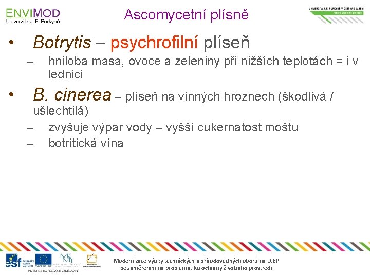 Ascomycetní plísně • Botrytis – psychrofilní plíseň – • hniloba masa, ovoce a zeleniny