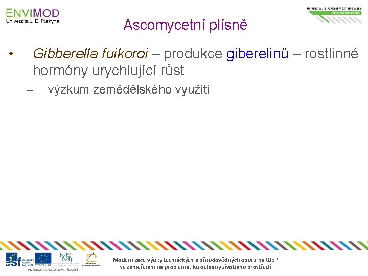 Ascomycetní plísně • Gibberella fuikoroi – produkce giberelinů – rostlinné hormóny urychlující růst –