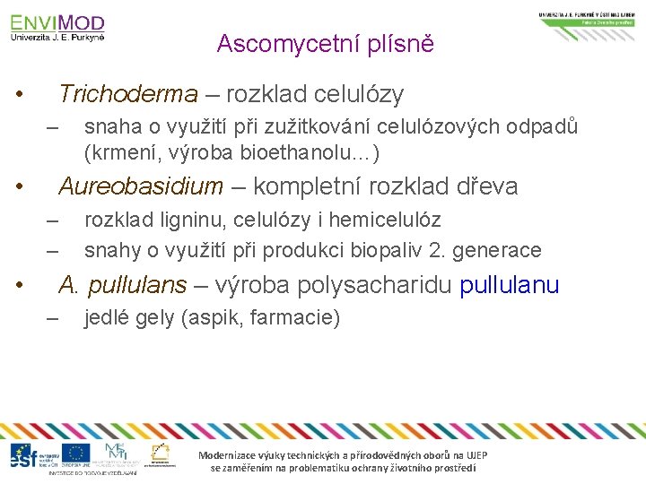 Ascomycetní plísně • Trichoderma – rozklad celulózy – • Aureobasidium – kompletní rozklad dřeva