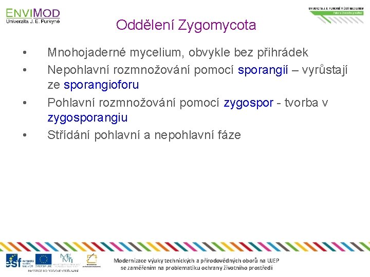 Oddělení Zygomycota • • Mnohojaderné mycelium, obvykle bez přihrádek Nepohlavní rozmnožování pomocí sporangií –