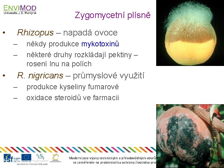 Zygomycetní plísně • Rhizopus – napadá ovoce – – • někdy produkce mykotoxinů některé