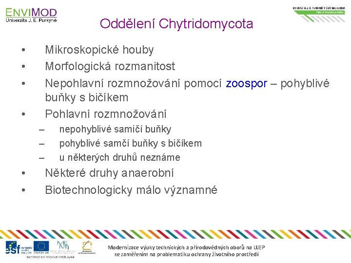 Oddělení Chytridomycota • • • Mikroskopické houby Morfologická rozmanitost Nepohlavní rozmnožování pomocí zoospor –