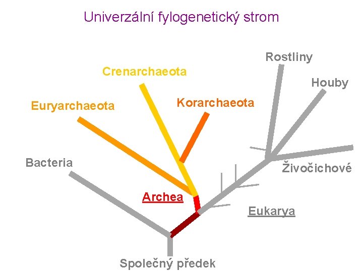 Univerzální fylogenetický strom Rostliny Crenarchaeota Euryarchaeota Houby Korarchaeota Bacteria Živočichové Archea Eukarya Společný předek