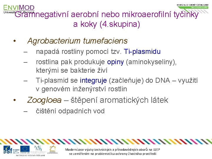 Gramnegativní aerobní nebo mikroaerofilní tyčinky a koky (4. skupina) • Agrobacterium tumefaciens – –