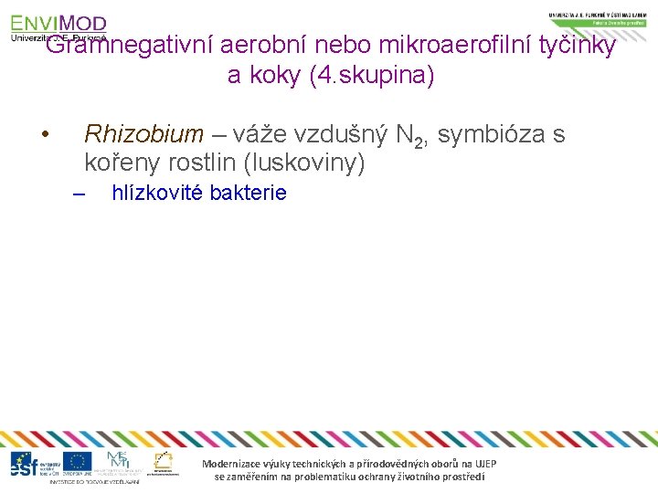 Gramnegativní aerobní nebo mikroaerofilní tyčinky a koky (4. skupina) • Rhizobium – váže vzdušný