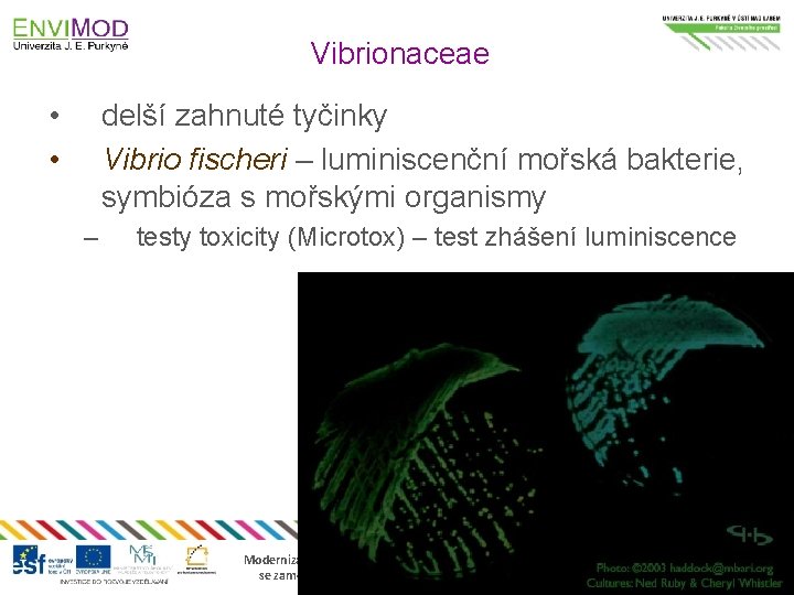 Vibrionaceae • • delší zahnuté tyčinky Vibrio fischeri – luminiscenční mořská bakterie, symbióza s