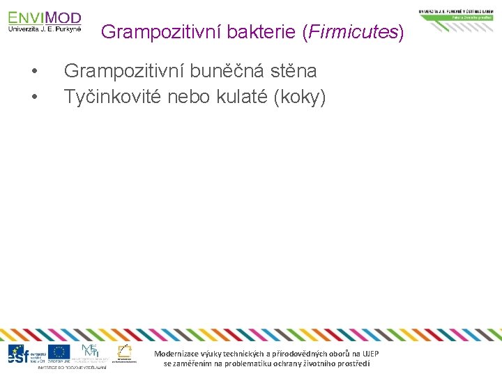 Grampozitivní bakterie (Firmicutes) • • Grampozitivní buněčná stěna Tyčinkovité nebo kulaté (koky) Modernizace výuky