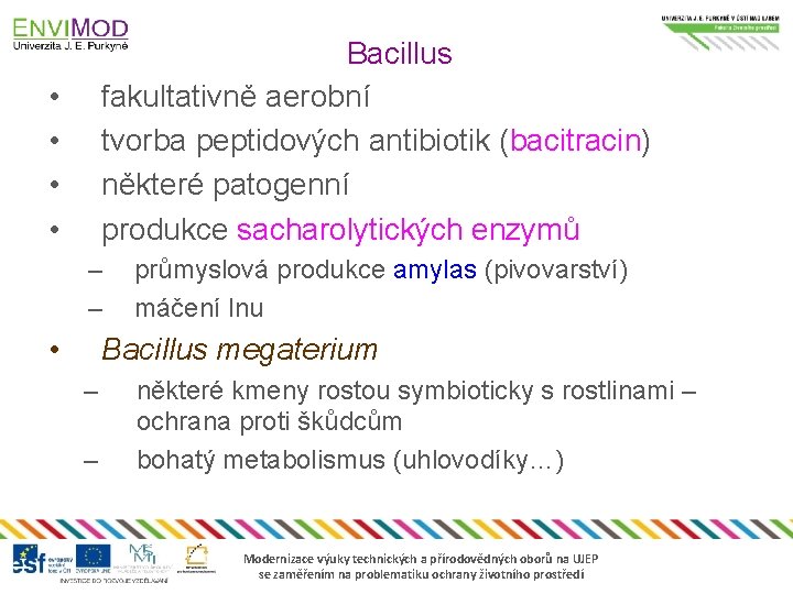 Bacillus fakultativně aerobní tvorba peptidových antibiotik (bacitracin) některé patogenní produkce sacharolytických enzymů • •