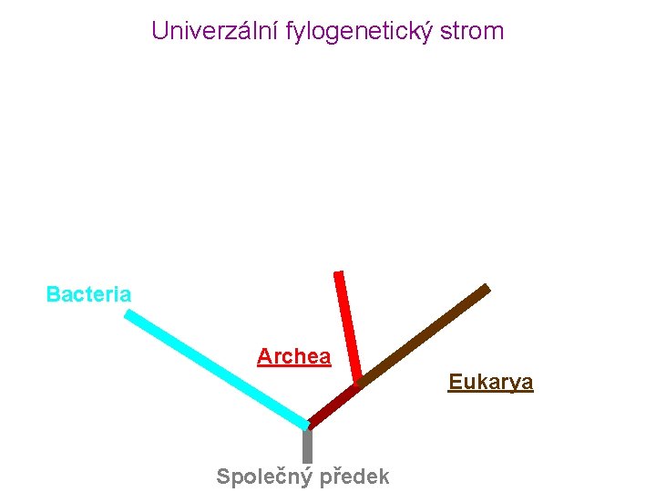Univerzální fylogenetický strom Bacteria Archea Eukarya Společný předek 