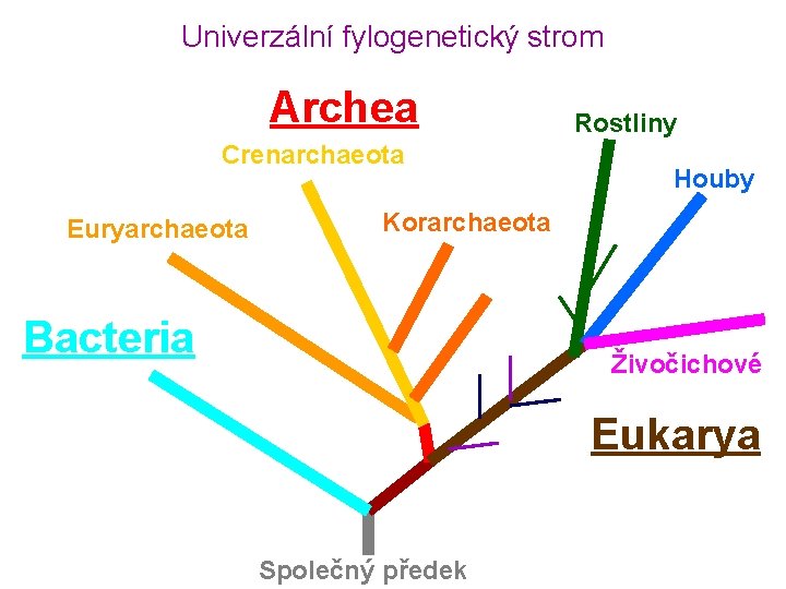 Univerzální fylogenetický strom Archea Crenarchaeota Euryarchaeota Rostliny Houby Korarchaeota Bacteria Živočichové Eukarya Společný předek