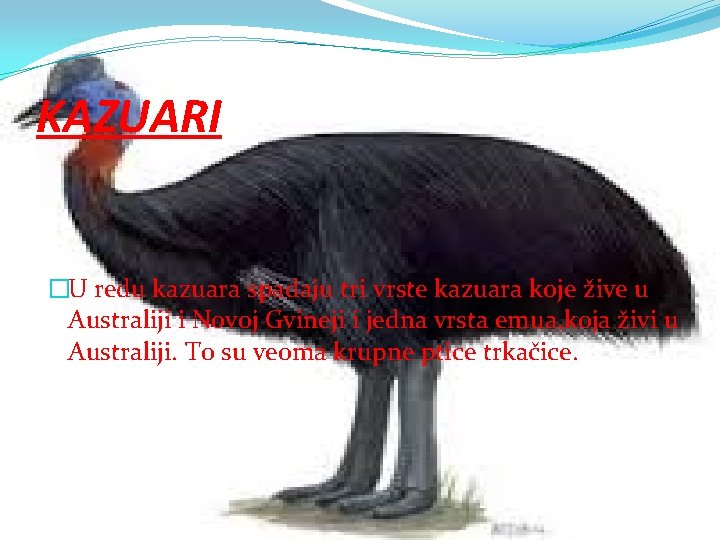 KAZUARI �U redu kazuara spadaju tri vrste kazuara koje žive u Australiji i Novoj