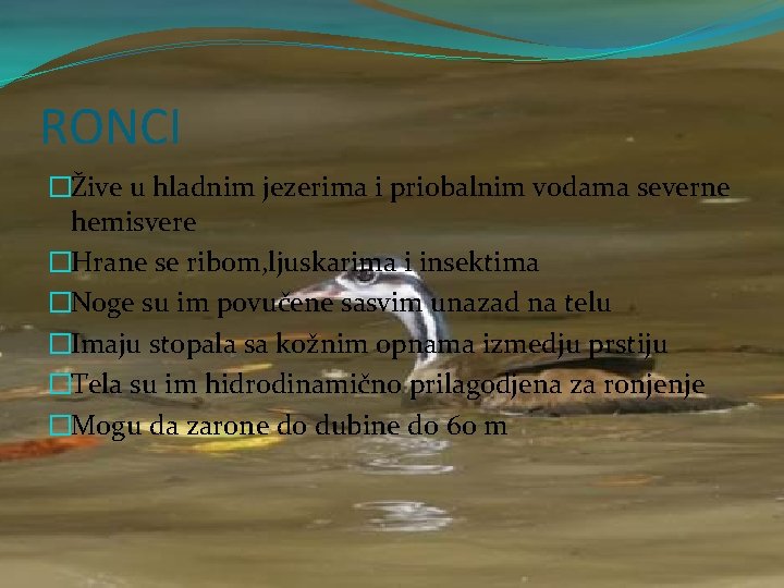 RONCI �Žive u hladnim jezerima i priobalnim vodama severne hemisvere �Hrane se ribom, ljuskarima