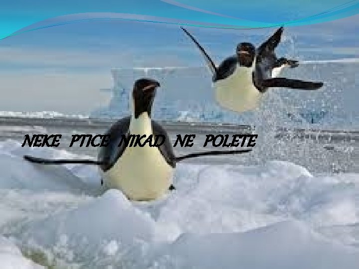 NEKE PTICE NIKAD NE POLETE 