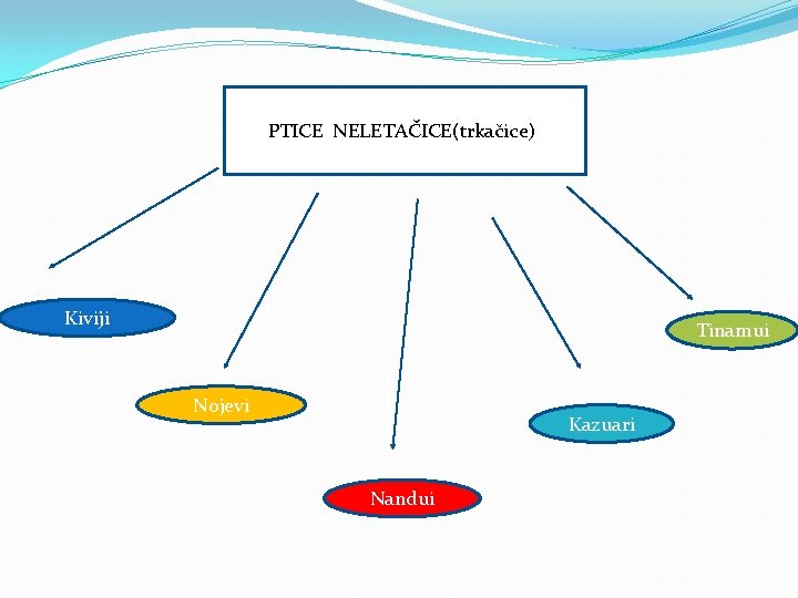 �) PTICE NELETAČICE(trkačice)) Kiviji Tinamui Nojevi Kazuari Nandui 