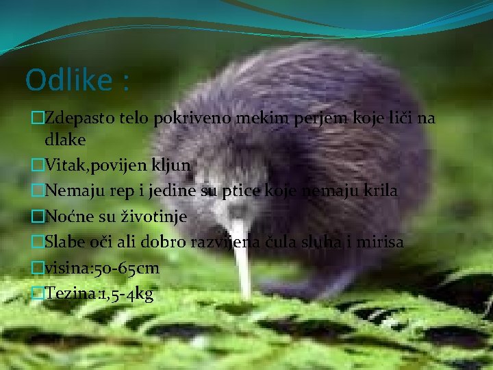 Odlike : �Zdepasto telo pokriveno mekim perjem koje liči na dlake �Vitak, povijen kljun