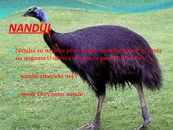 NANDUI �Nandui su najveće ptice Južne Amerike. Imaju tri prsta na nogama. U okviru