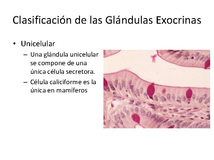 Clasificación de las Glándulas Exocrinas • Unicelular – Una glándula unicelular se compone de