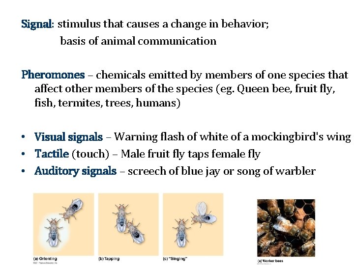 Signal: stimulus that causes a change in behavior; basis of animal communication Pheromones –
