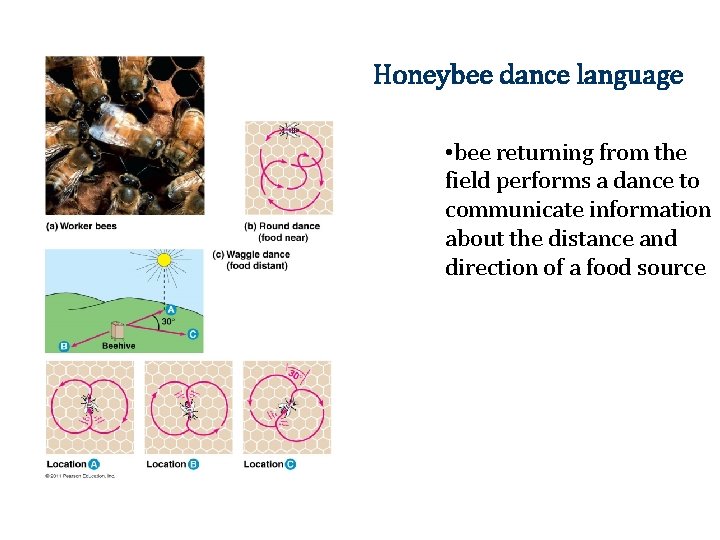 Honeybee dance language • bee returning from the field performs a dance to communicate