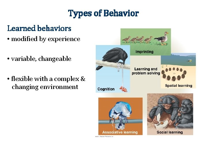 Types of Behavior Learned behaviors • modified by experience • variable, changeable • flexible