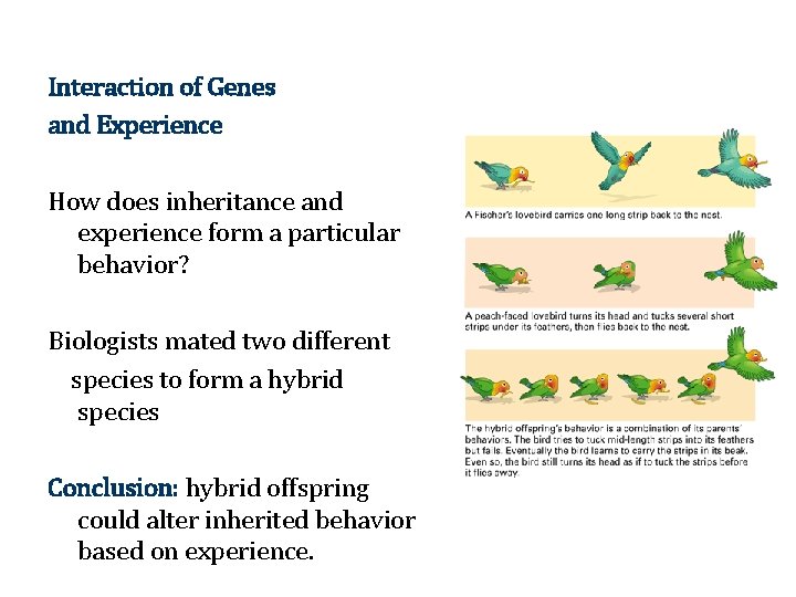 Interaction of Genes and Experience How does inheritance and experience form a particular behavior?