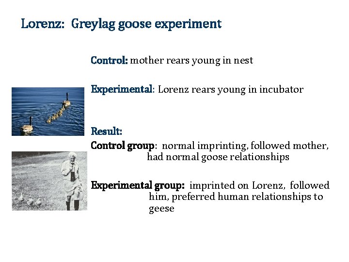 Lorenz: Greylag goose experiment Control: mother rears young in nest Experimental: Lorenz rears young