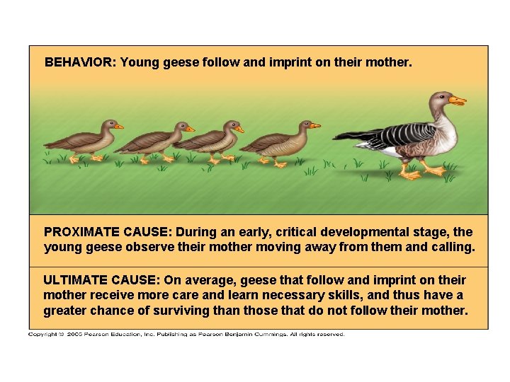 BEHAVIOR: Young geese follow and imprint on their mother. PROXIMATE CAUSE: During an early,